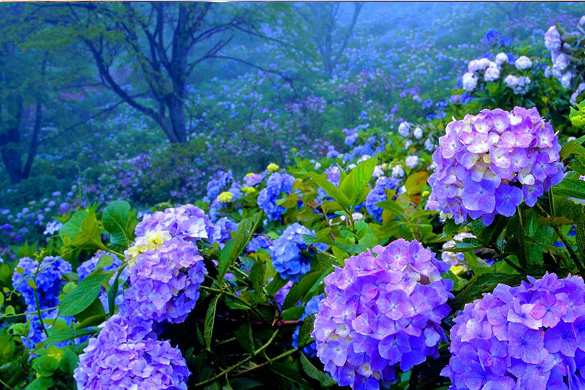 Vườn hoa cẩm tú cầu Đà Lạt