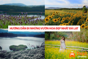 Kinh nghiệm du lịch 8 vườn hoa đẹp nhất Đà Lạt